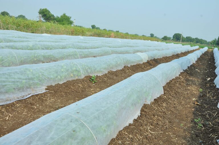 शीतलहर व पाले से रबी फसलों, उद्यानिकी सब्जियों व फल बगीचों के बचाव हेतु किसान करें उपयुक्त उपाय